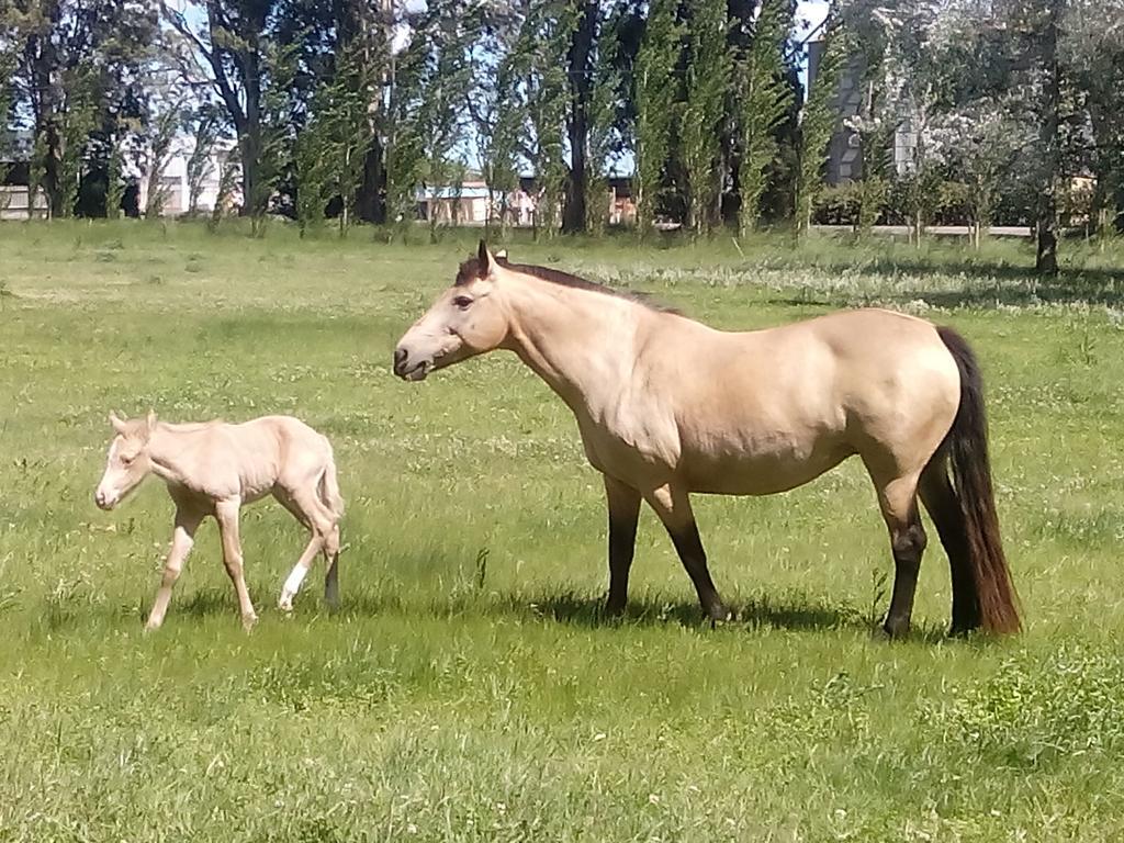 Chacras De Azcona Hosteria Асуль Екстер'єр фото